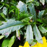 Tagetes erecta Blad