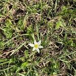 Nothoscordum bivalve Blomst