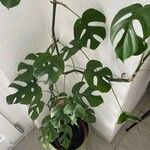 Monstera minima List