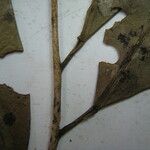 Esenbeckia cowanii Otro