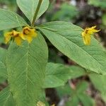 Lysimachia quadrifolia 葉