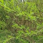 Salix purpurea List