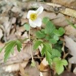 Anemone nemorosaFlor