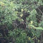 Caesalpinia decapetala Habitus