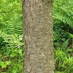Pinus coulteri Corteza