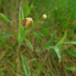 Ranunculus amplexicaulis برگ