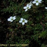 Arenaria balearica Flower