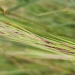 Aristida adscensionis Flor