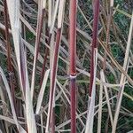 Miscanthus × longiberbis Habit