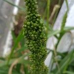 Echinochloa frumentacea Flower