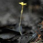 Voyria aphylla 花