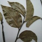 Licania parvifructa Máis
