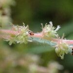 Gesnouinia arborea Flower