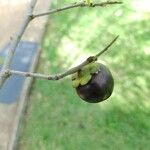 Diospyros inconstans Fruit