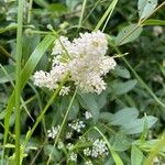 Ligustrum vulgareBlomst