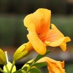 Campsis grandiflora Fula