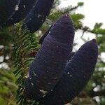 Abies kawakamii Fruit