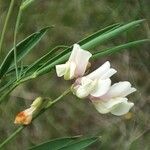 Lathyrus pannonicus 花