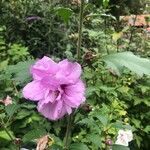 Hibiscus syriacusFloro