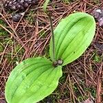 Cypripedium acaule 叶