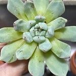 Echeveria colorata Leaf