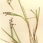 Juncus heterophyllus Hàbitat