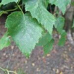 Betula grossa Leaf