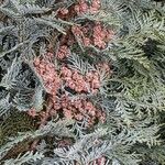 Chamaecyparis lawsoniana Fruit