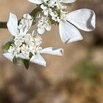 Caucalis platycarpos Virág