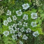 Heracleum sibiricumKwiat