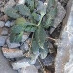 Crepis pygmaea Цвят