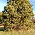 Pinus nigra Libunga