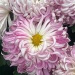 Chrysanthemum indicumFlower