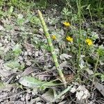 Equisetum laevigatum পাতা