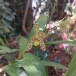 Ansellia africana Flower