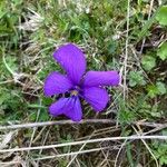 Viola calcarataFleur