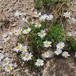 Leucanthemopsis alpina 花