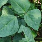 Vigna unguiculata Leaf