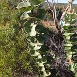 Hakea cucullata Hostoa