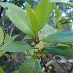 Garcinia balansae Fiore