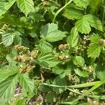 Rubus argutus Gyümölcs