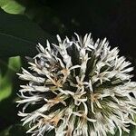 Echinops bannaticus Цветок