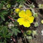 Potentilla brauneana Blomst