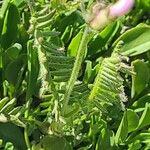 Astragalus danicus Blad