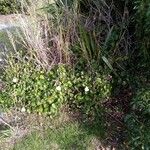 Hibiscus diversifolius Habit