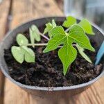 Ipomoea hederacea Blad