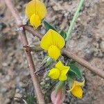 Lotus parviflorus Flower