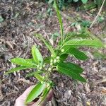 Ficus donnell-smithiiLeaf