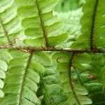 Dryopteris affinis Lapas