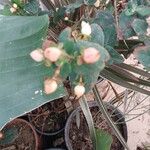 Hypericum hircinum Flower